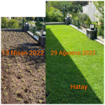 Zoysia Japonica Çim Fidesi 360 Adet Fide (5 viol)