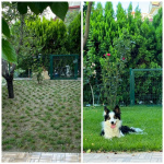 Zoysia Japonica Çim Fidesi 144 Adet Fide 72'lik Viollerde (2 viol)