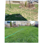 Zoysia Japonica Çim Fidesi 288 Adet 72'lik Viol (4 viol) - Görsel 2