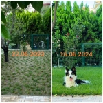 Zoysia Japonica Çim Fidesi 144 Adet Fide 72'lik Viollerde (2 viol) - Görsel 2