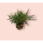 Zoysia Japonica Çim Fidesi 144 Adet Fide 72'lik Viollerde (2 viol) - Görsel 3