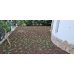 Zoysia Japonica Çim Fidesi 216 Adet 72'lik Viollerde (3 viol) - Görsel 5
