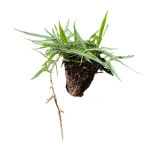 Zoysia Japonica Çim Fidesi 216 Adet 72'lik Viollerde (3 viol)