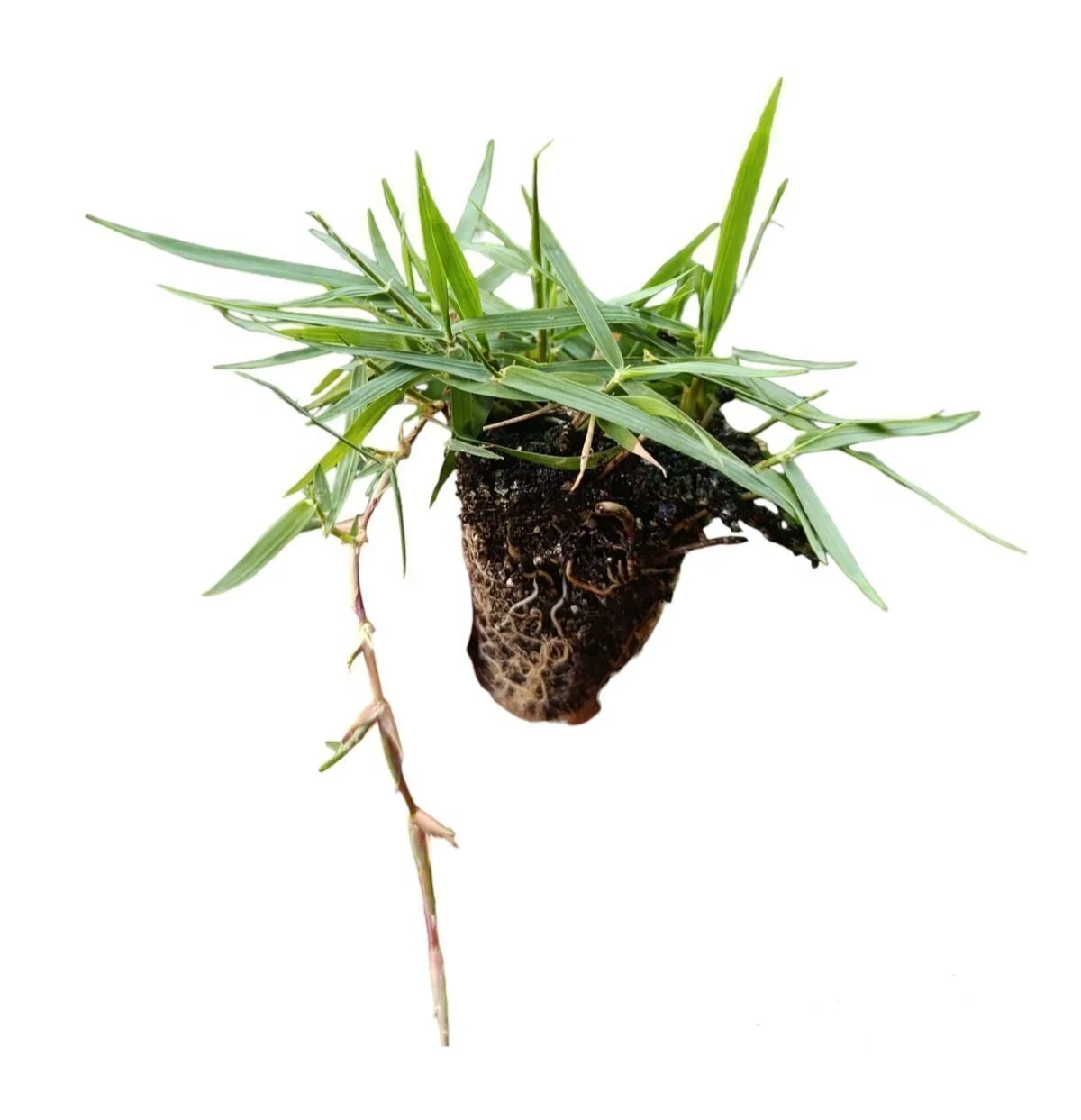 urun11 Zoysia Japonica Çim Fidesi 216 Adet 72'lik Viollerde (3 viol) - Görsel 1