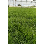 Zoysia Japonica Çim Fidesi 288 Adet 72'lik Viol (4 viol) - Görsel 4