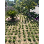 Zoysia Japonica Çim Fidesi 288 Adet 72'lik Viol (4 viol) - Görsel 5