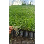 Zoysia Japonica Çim Fidesi 288 Adet 72'lik Viol (4 viol) - Görsel 6
