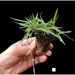 Zoysia Japonica Çim Fidesi 288 Adet 72'lik Viol (4 viol) - Görsel 7
