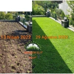 Zoysia Japonica Çim Fidesi 360 Adet Fide (5 viol) - Görsel 2