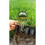 Zoysia Japonica Çim Fidesi 360 Adet Fide (5 viol) - Görsel 3