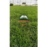Zoysia Japonica Çim Fidesi 360 Adet Fide (5 viol) - Görsel 5