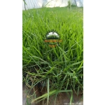 Zoysia Japonica Çim Fidesi 360 Adet Fide (5 viol) - Görsel 6
