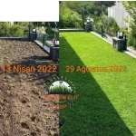 Zoysia Japonica Çim Fidesi 504 Adet Fide (7 viol) - Görsel 2