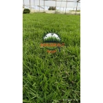 Zoysia Japonica Çim Fidesi 504 Adet Fide (7 viol) - Görsel 3