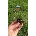 Zoysia Japonica Çim Fidesi 504 Adet Fide (7 viol) - Görsel 4