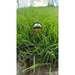 Zoysia Japonica Çim Fidesi 504 Adet Fide (7 viol) - Görsel 5