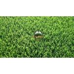 Zoysia Japonica Çim Fidesi 504 Adet Fide (7 viol) - Görsel 6