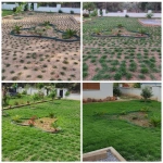 Zoysia Japonica Çim Fidesi 144 Adet Fide 72'lik Viollerde (2 viol) - Görsel 4