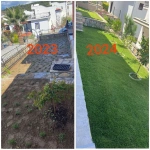 Zoysia Japonica Çim Fidesi 144 Adet Fide 72'lik Viollerde (2 viol) - Görsel 5