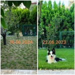 Zoysia Japonica Çim Fidesi 216 Adet 72'lik Viollerde (3 viol) - Görsel 2