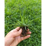 Zoysia Japonica Çim Fidesi 216 Adet 72'lik Viollerde (3 viol) - Görsel 3
