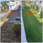 Zoysia Japonica Çim Fidesi 216 Adet 72'lik Viollerde (3 viol) - Görsel 4