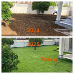 Zoysia Japonica Çim Fidesi 432 Adet Fide (6 viol) - Görsel 5