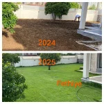 Zoysia Japonica Çim Fidesi 432 Adet Fide (6 viol) - Görsel 5