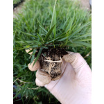 Zoysia Japonica Çim Fidesi 432 Adet Fide (6 viol) - Görsel 6
