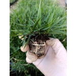Zoysia Japonica Çim Fidesi 288 Adet 72'lik Viol (4 viol)