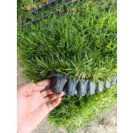 Zoysia Japonica Çim Fidesi 432 Adet Fide (6 viol) - Görsel 7