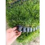 Zoysia Japonica Çim Fidesi 432 Adet Fide (6 viol) - Görsel 7