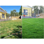 Zoysia Japonica Çim Fidesi 432 Adet Fide (6 viol) - Görsel 2