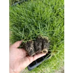 Zoysia Japonica Çim Fidesi 432 Adet Fide (6 viol) - Görsel 3