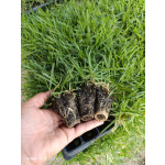 Zoysia Japonica Çim Fidesi 432 Adet Fide (6 viol) - Görsel 4