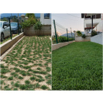 Zoysia Japonica Çim Fidesi 432 Adet Fide (6 viol)